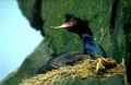 Краснолицый баклан фото (Phalacrocorax urile) - изображение №188 onbird.ru.<br>Источник: www.alaska-in-pictures.com